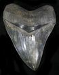 Sharp Fossil Megalodon Tooth - Huge Tooth #23686-1